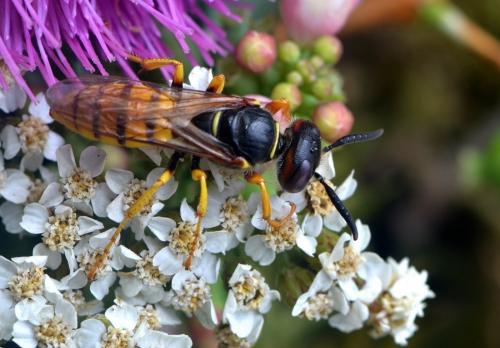 Réf. 211 286 : Philanthus triangulum